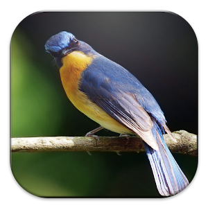 Suara burung kolibri ninja mp3 om kicau