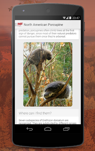 【免費教育App】Wildlife of North America-APP點子