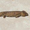 Shingleback Lizard