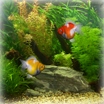 Goldfish Aquarium LWP Apk