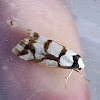 Banded Concealer Moth