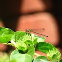 Yellow bush dart