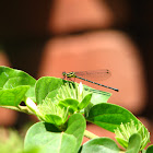 Yellow bush dart