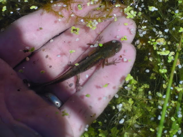 Blotched Tiger Salamander | Project Noah