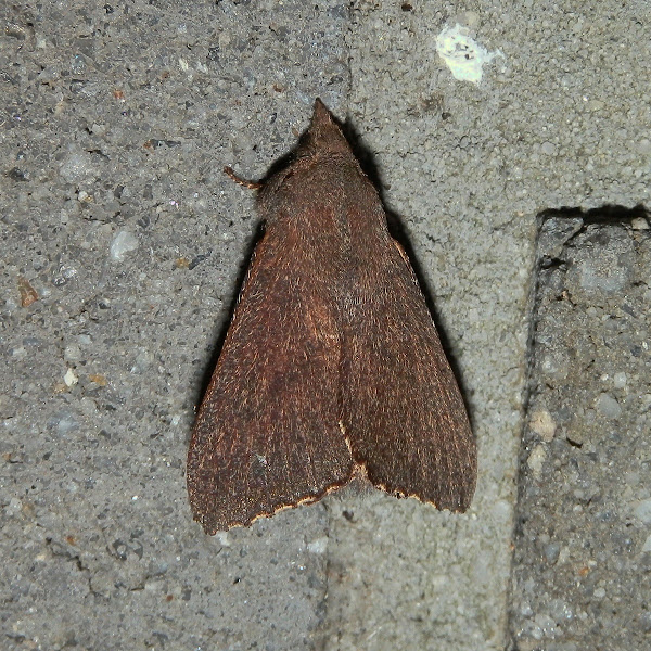 Rufous Snout Moth - male | Project Noah