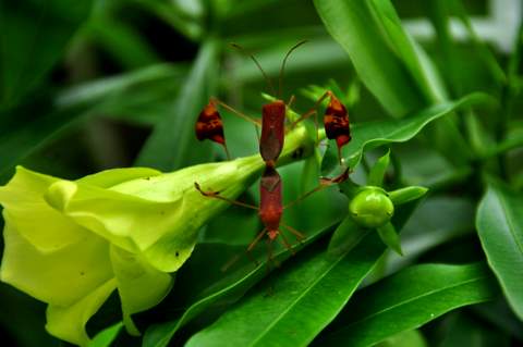 Affinis Leaf-footed Bug