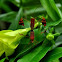 Affinis Leaf-footed Bug