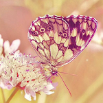 Cover Image of ダウンロード Butterfly Wallpapers 1.0 APK