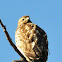 Red-shouldered Hawk (juvenile)