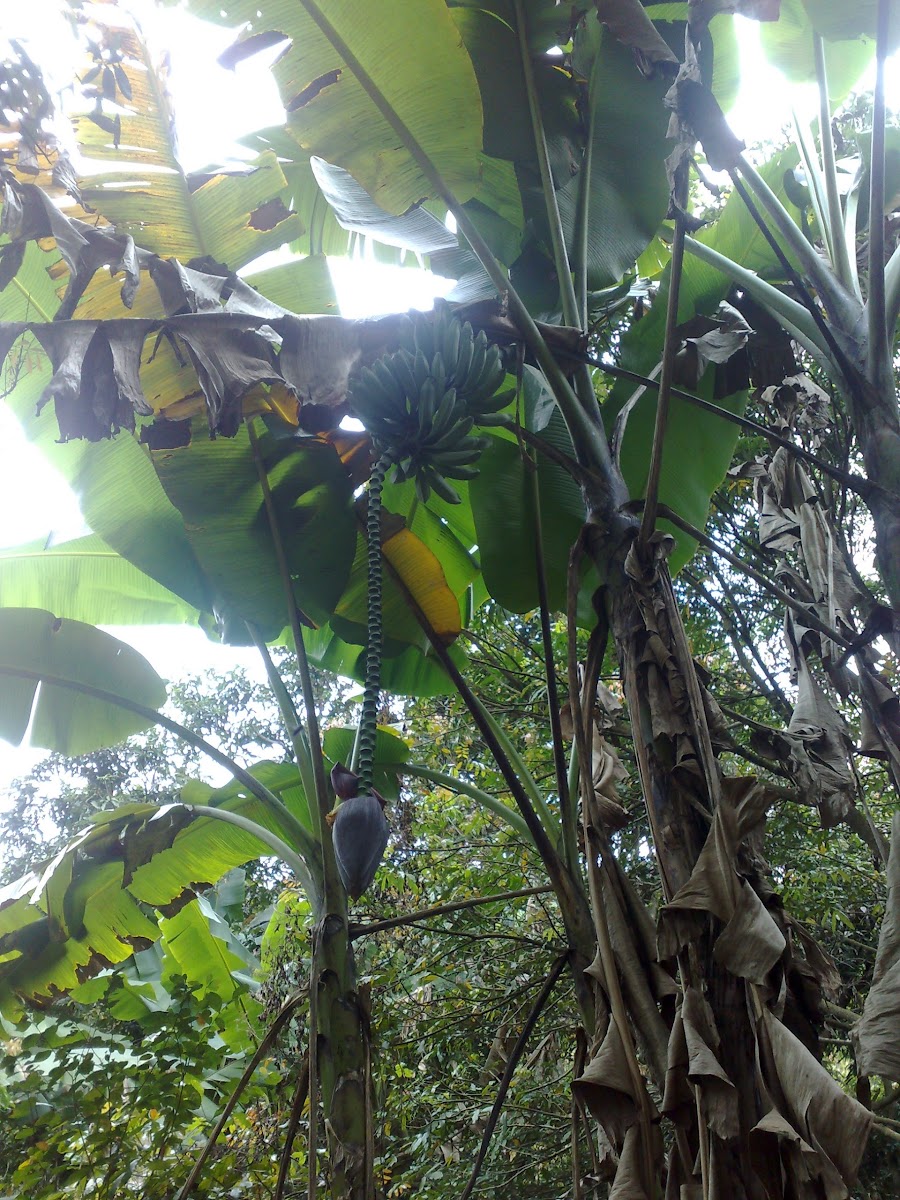 Banana tree