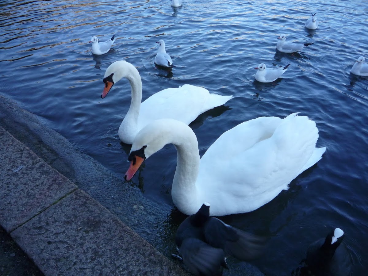 Cisne común, cisne mudo, cisne blanco