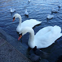 Cisne común, cisne mudo, cisne blanco