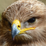 Tawny Eagle by Laura Payne -  