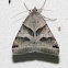 Forage Looper Moth #8739