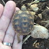 Spur-thighed tortoise - צב יבשה מצוי