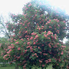 Red horse chestnut tree