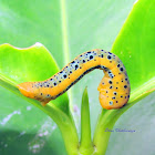 Blue day-moth caterpillar