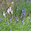 Pink Bluebells