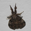Manto Tussock Moth