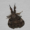 Manto Tussock Moth