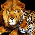 3D Lion and Tiger logo