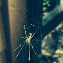 Orchard Orbweaver Spider