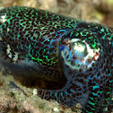 Bobtail Squid