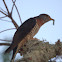 Red-chested cuckoo