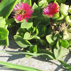 Bee in the Flowers