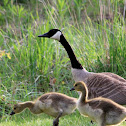 Canada goose and goslings