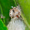 Uncommon Spider Nest