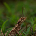 Fan Throated Lizard (Female)