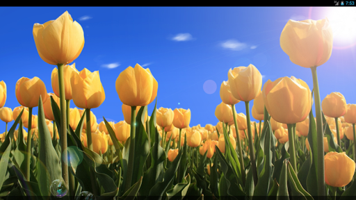 免費下載個人化APP|Tulips Live Wallpaper app開箱文|APP開箱王