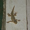 Flat-tailed Gecko