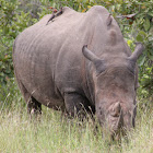 White Rhinoceros