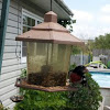 Rose-breasted Grosbeak