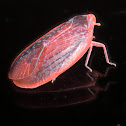 Red Fingernail Bug