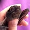 Micro Bat