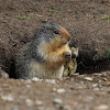 Columbian Ground Squirrel