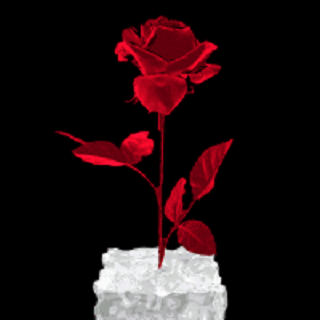 Red Rose Live Wallpaper