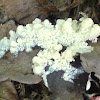 white slime mold