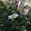 Flower Spider