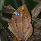 African Leaf butterfly