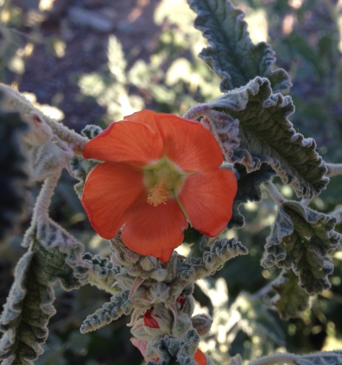 Coulter's Globe Mallow