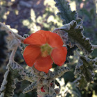 Coulter's Globe Mallow