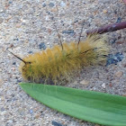 Dagger Moth Caterpillar