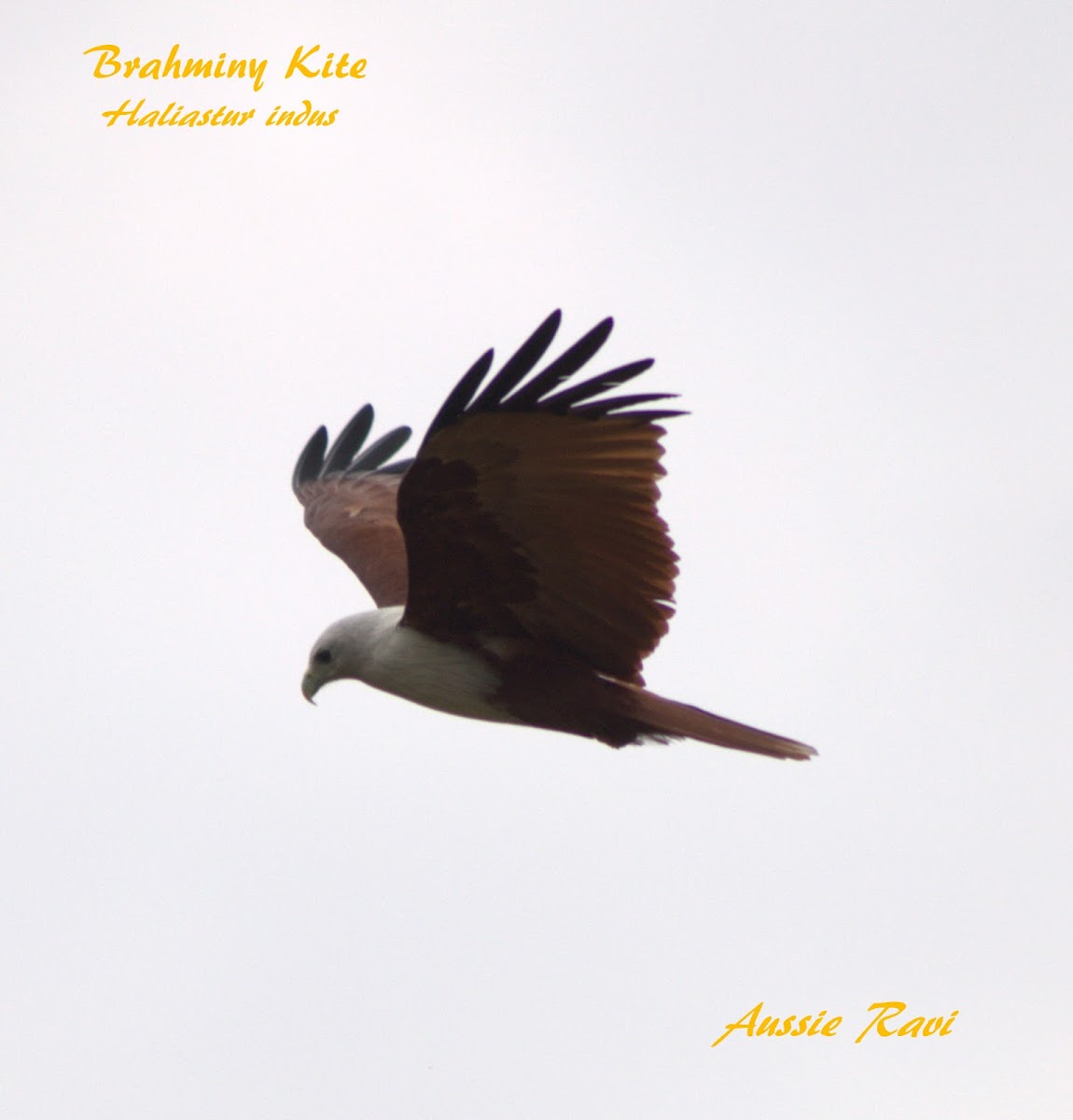 Brahminy Kite In Flight