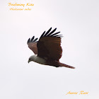 Brahminy Kite In Flight