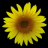 Sunflower LW Free + weather mobile app icon
