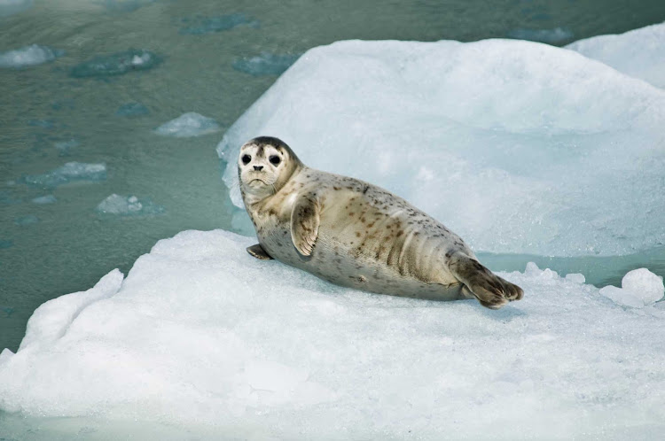 A harbor seal in Glacier Bay National Park.